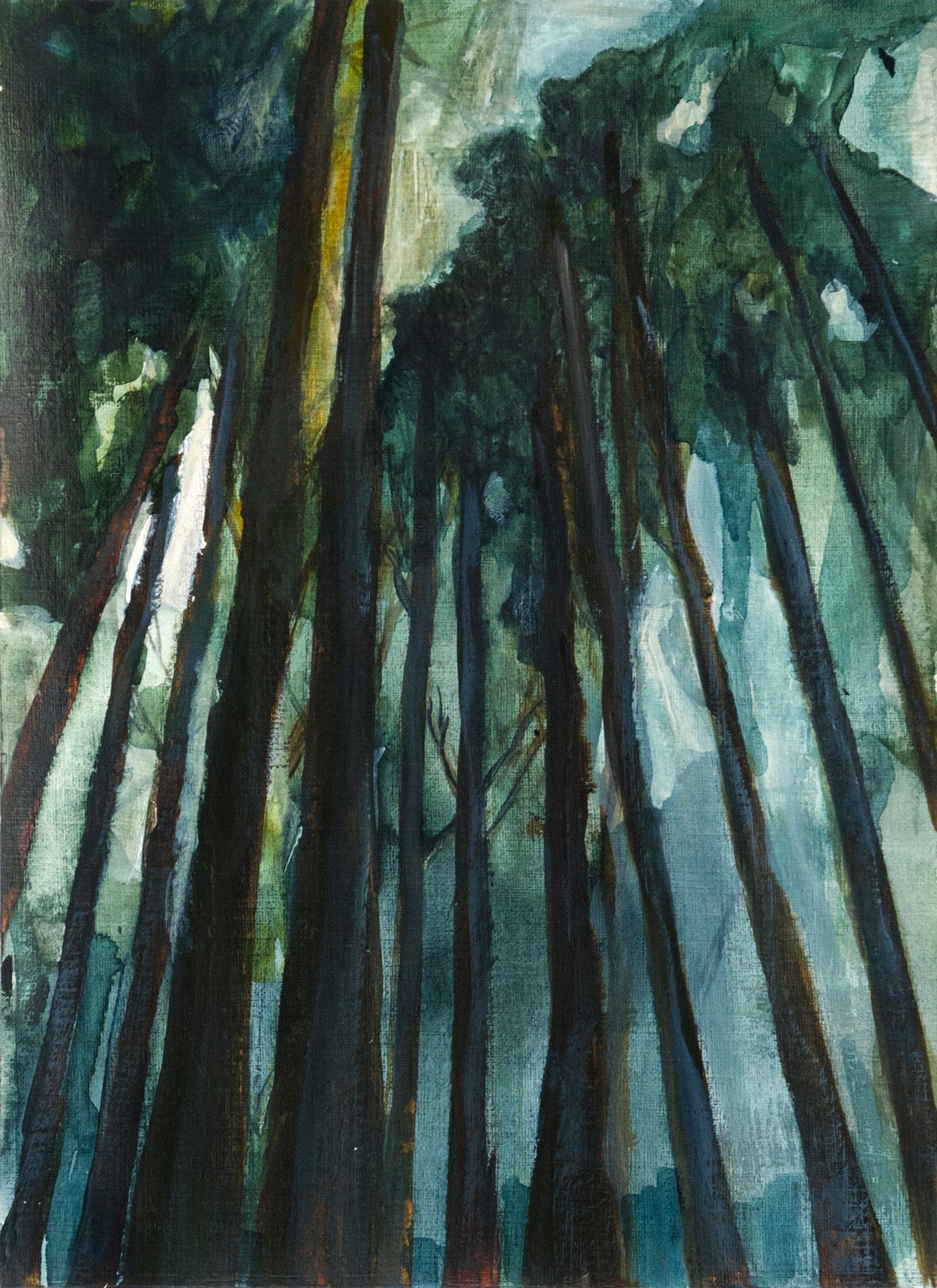 Redwoods Study